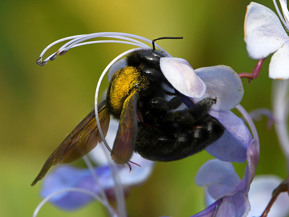 Bee.jpg
