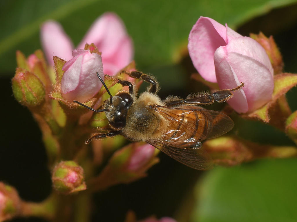 Bee.jpg