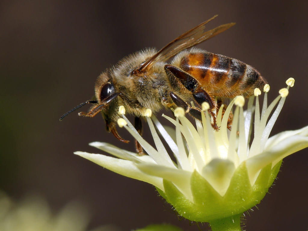 Bee.jpg