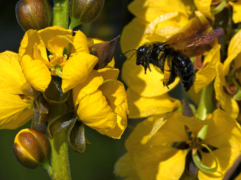 Bee.jpg