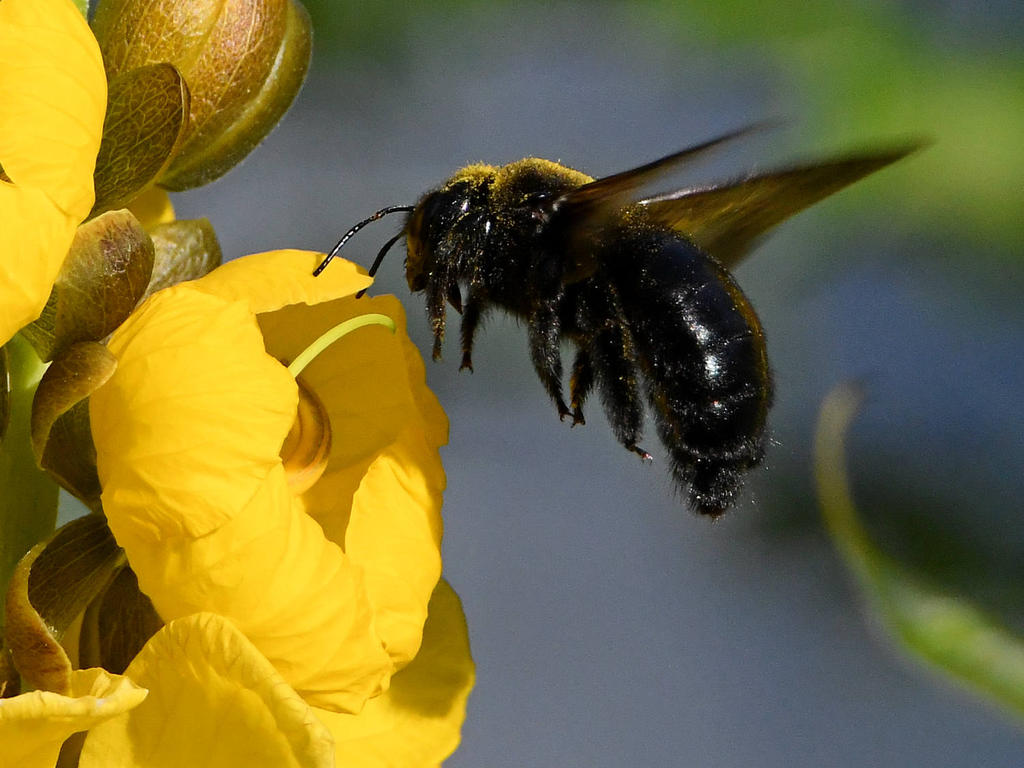 Bee.jpg