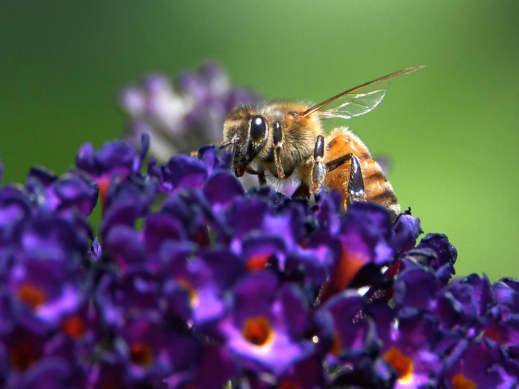 Bee.jpg