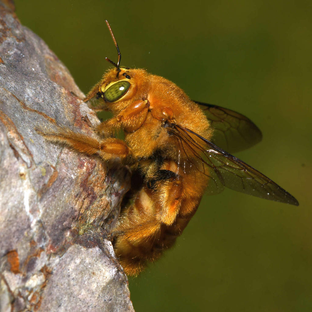 Bee.jpg