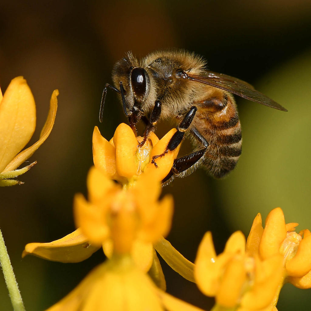 Bee.jpg