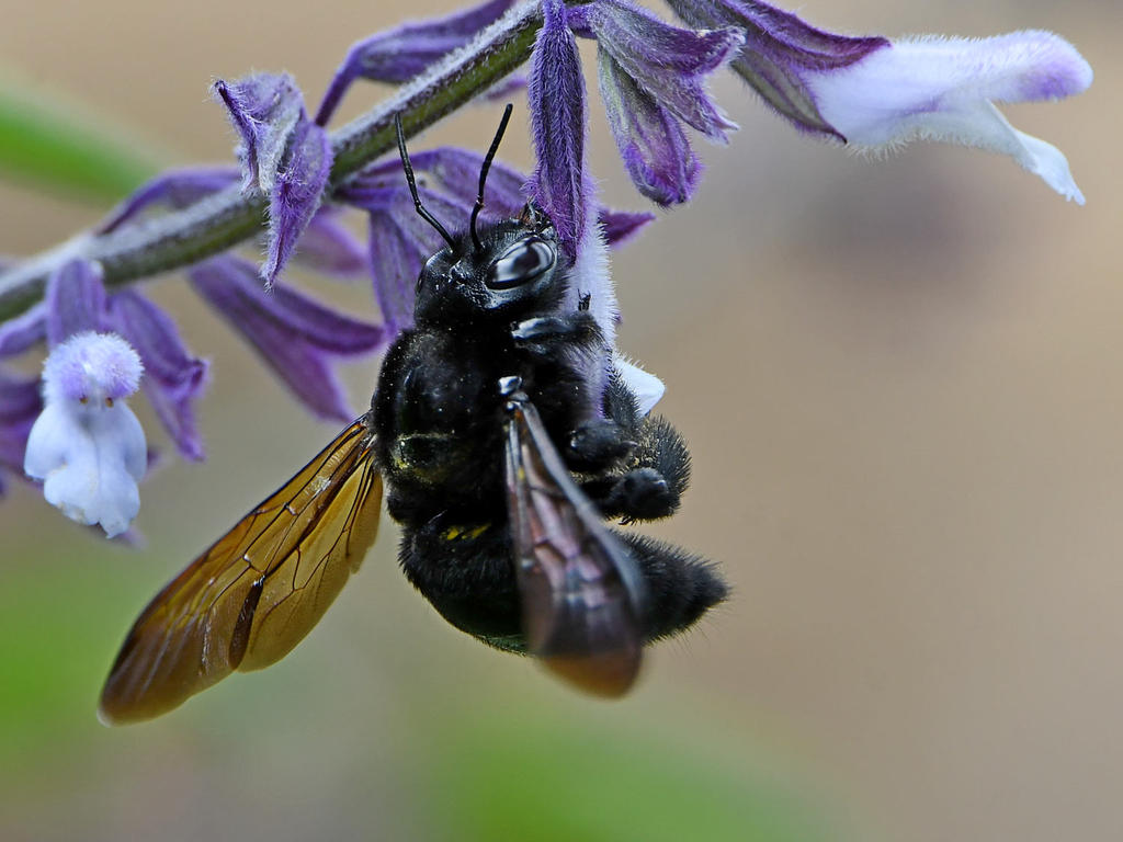 Bee.jpg