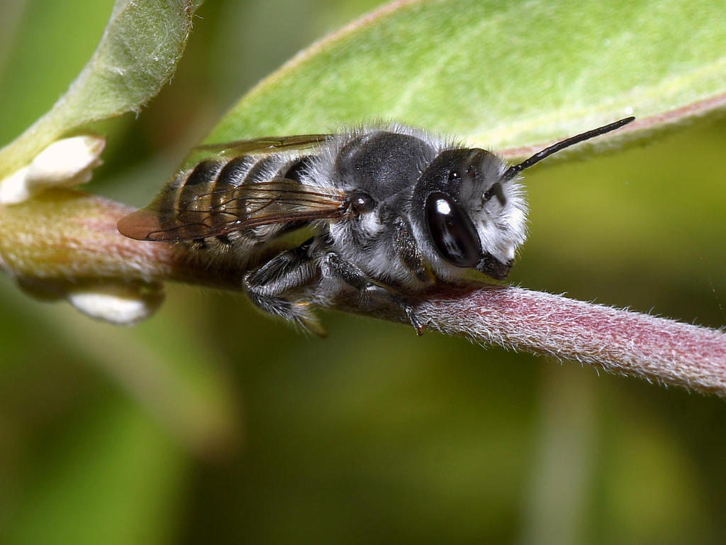Bee.jpg