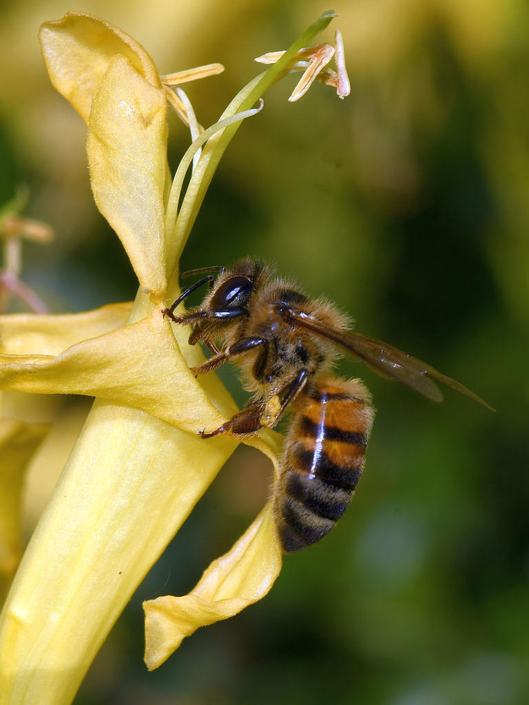 Bee.jpg