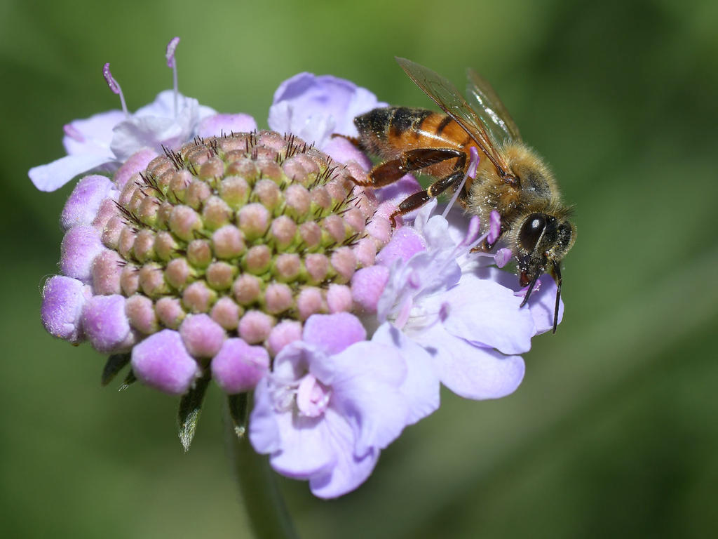 Bee.jpg