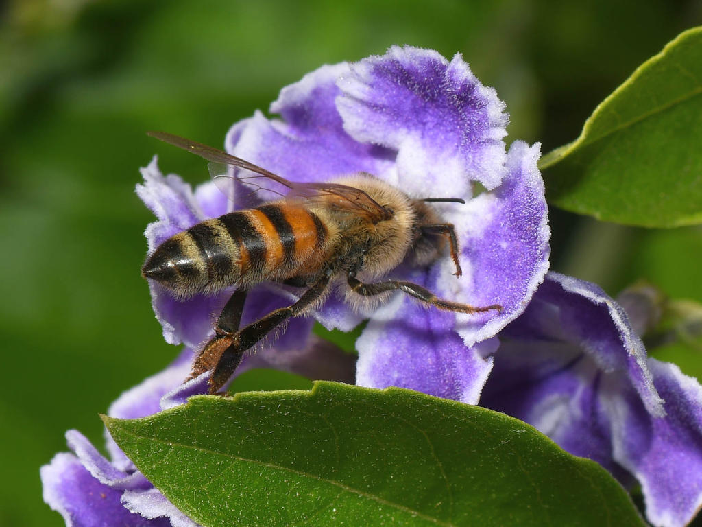 Bee.jpg