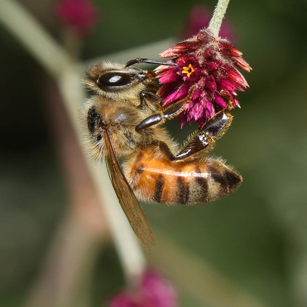 Bee.jpg