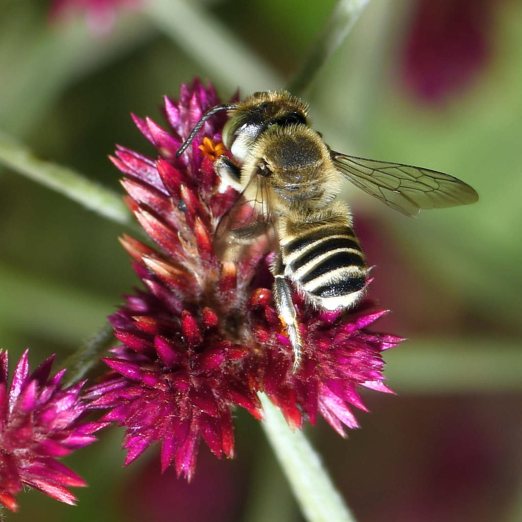 Bee.jpg