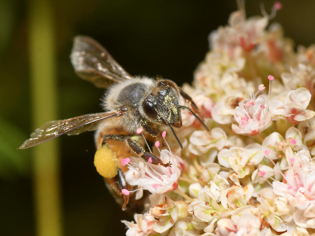 Bee.jpg