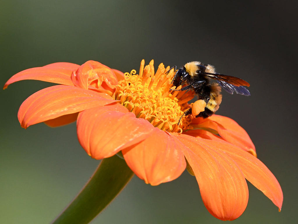 Bee.jpg