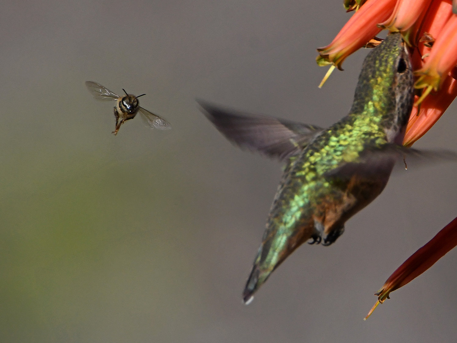 Bee.jpg