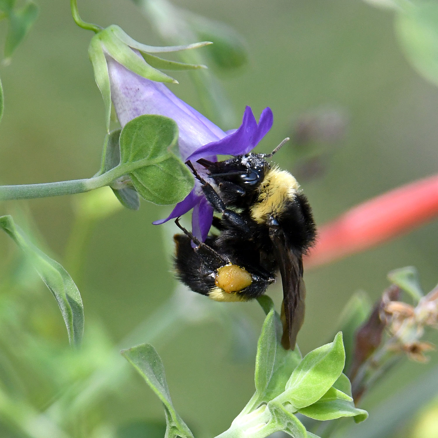 Bee.jpg