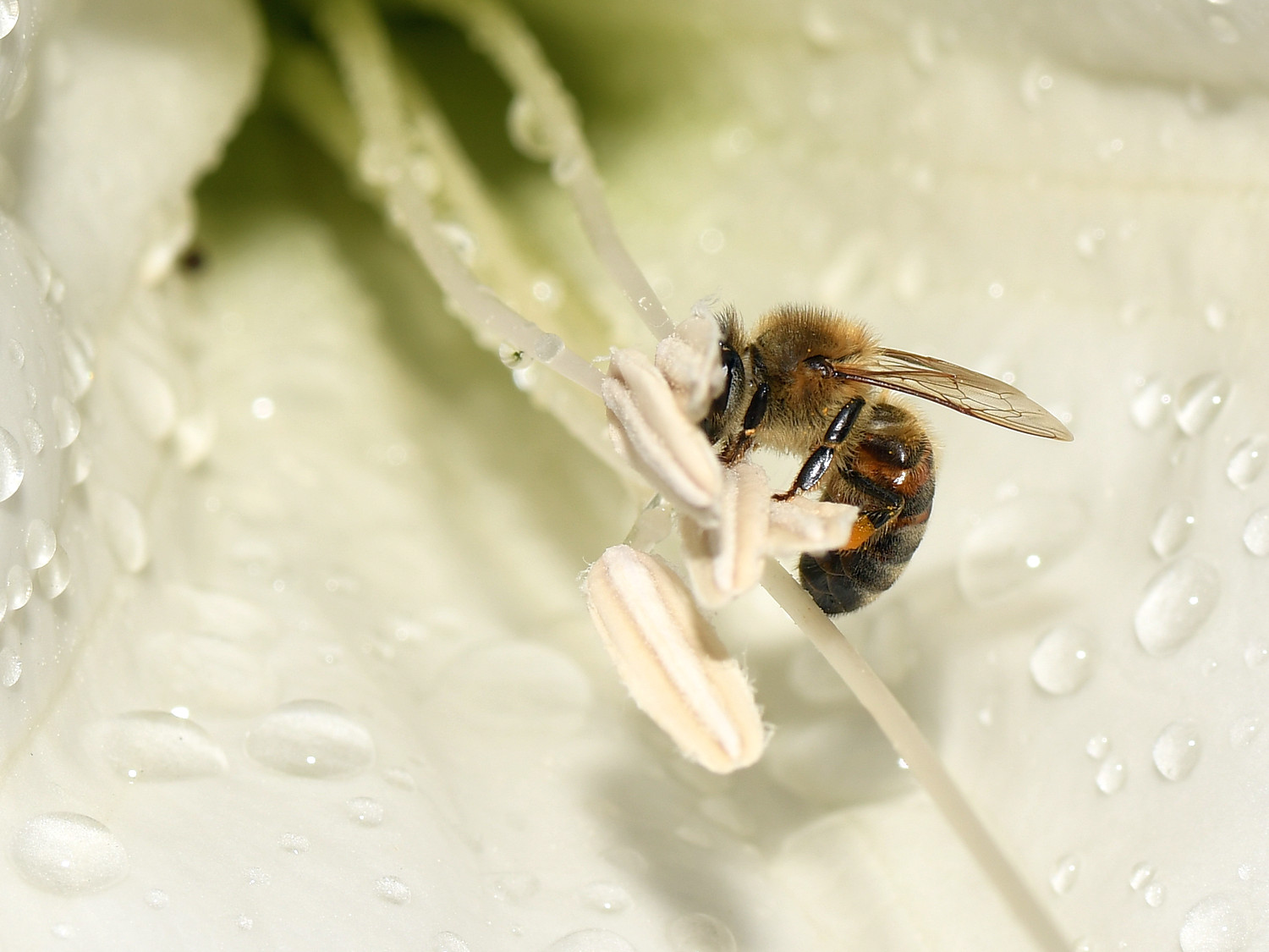 Bee.jpg