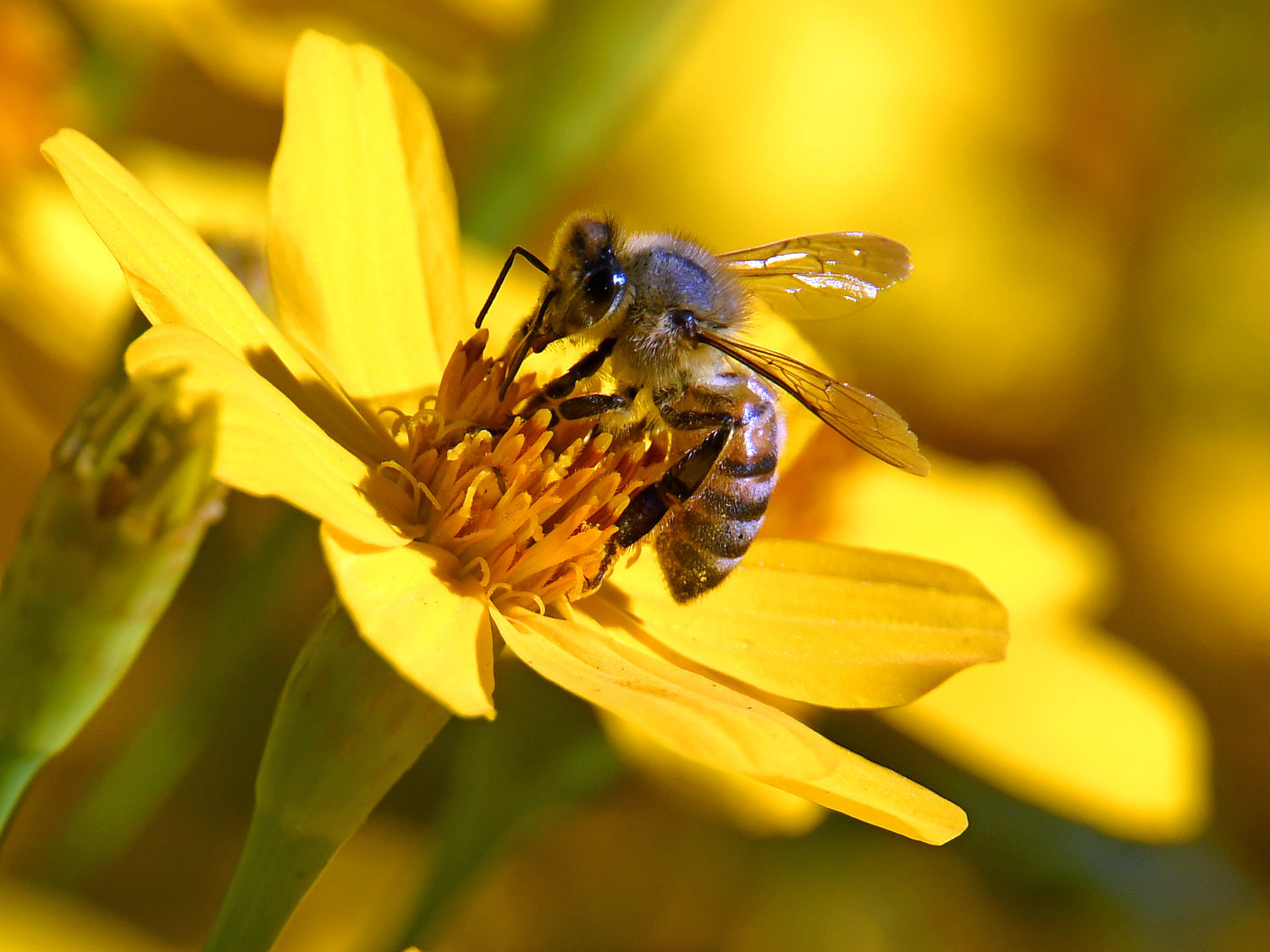 Bee.jpg