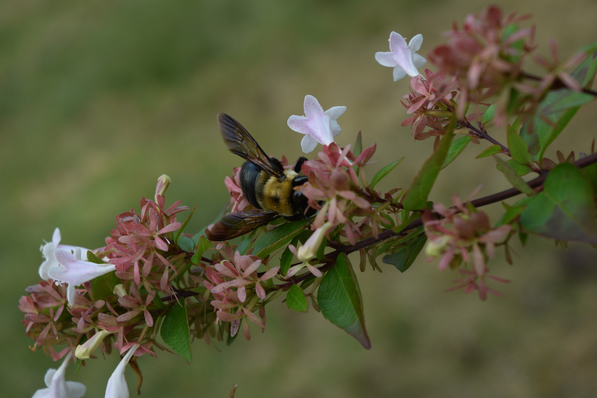 bee.jpg