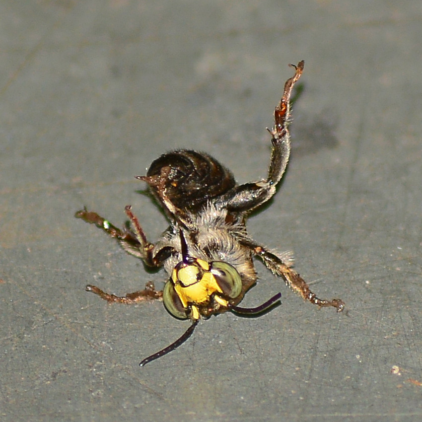 Bee.jpg