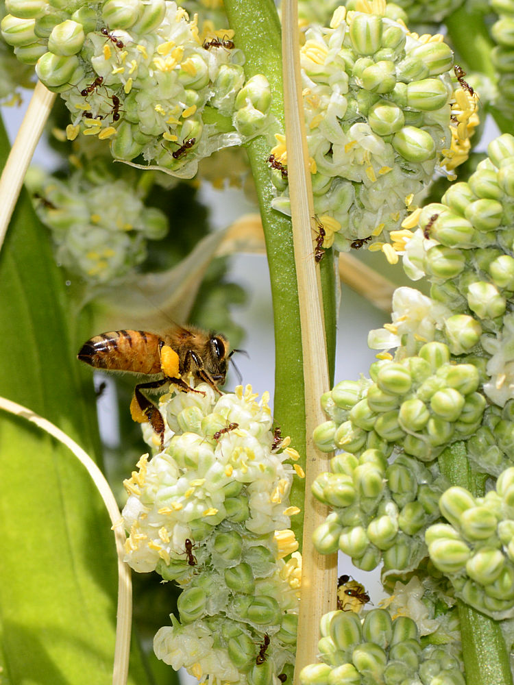 Bee.jpg