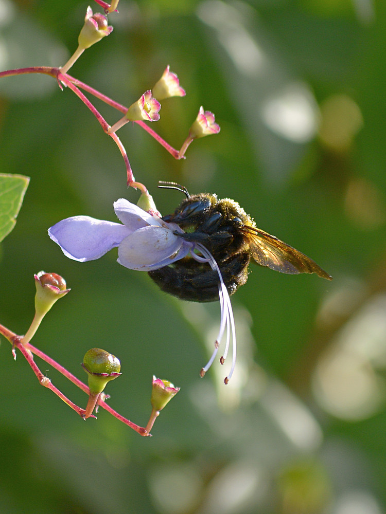 Bee.jpg
