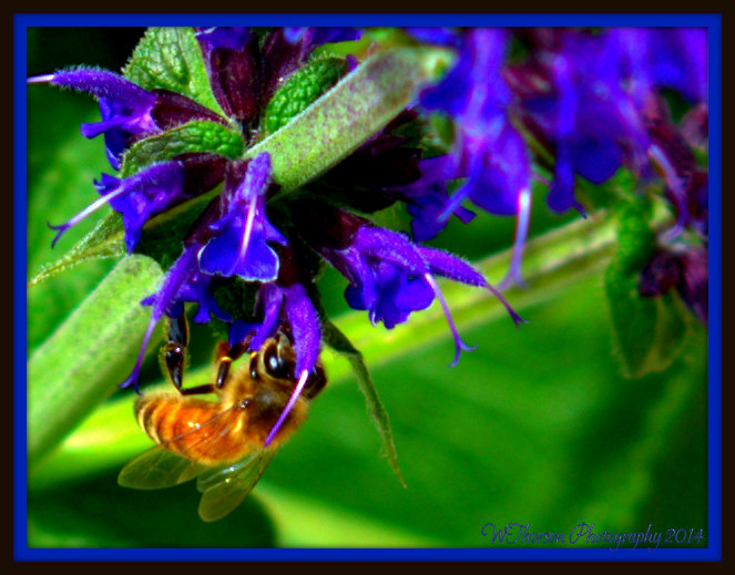 Bee.jpg