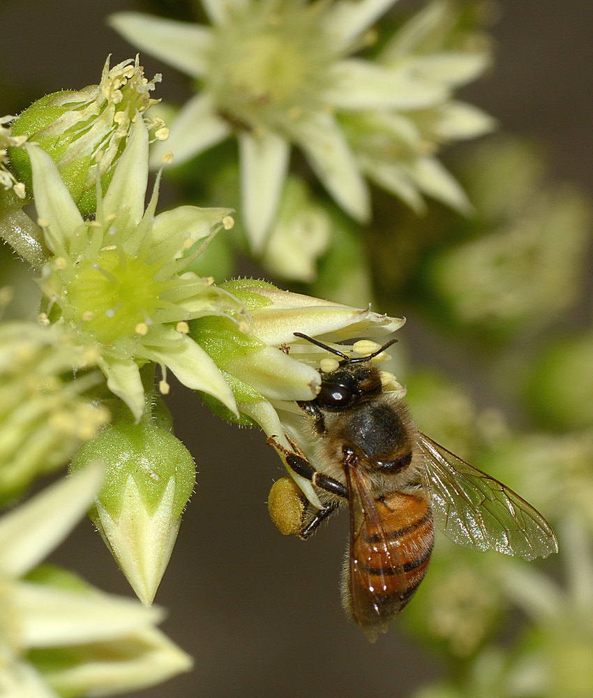 Bee.jpg