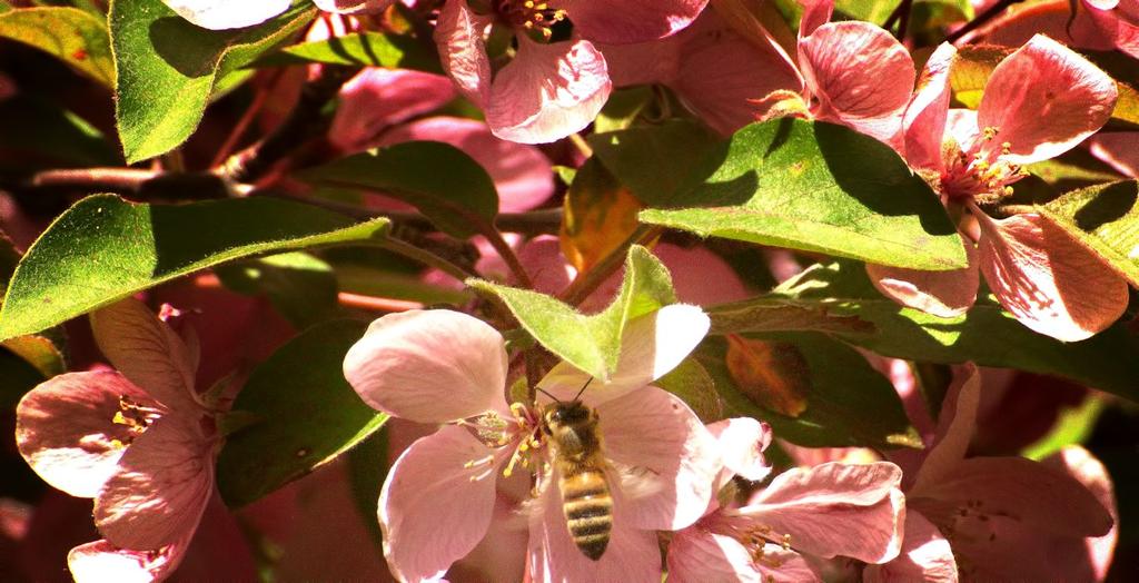 bee.jpg