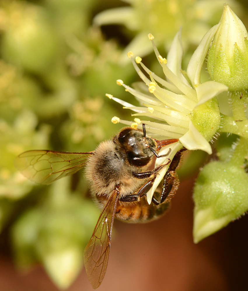 Bee.jpg