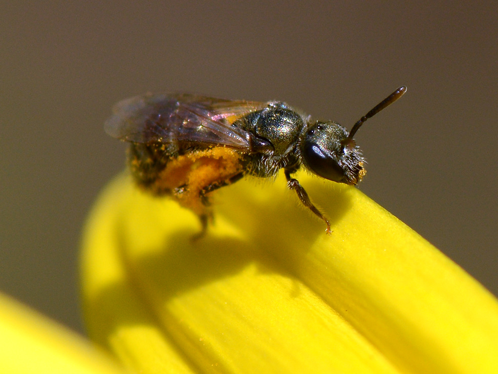 Bee.jpg