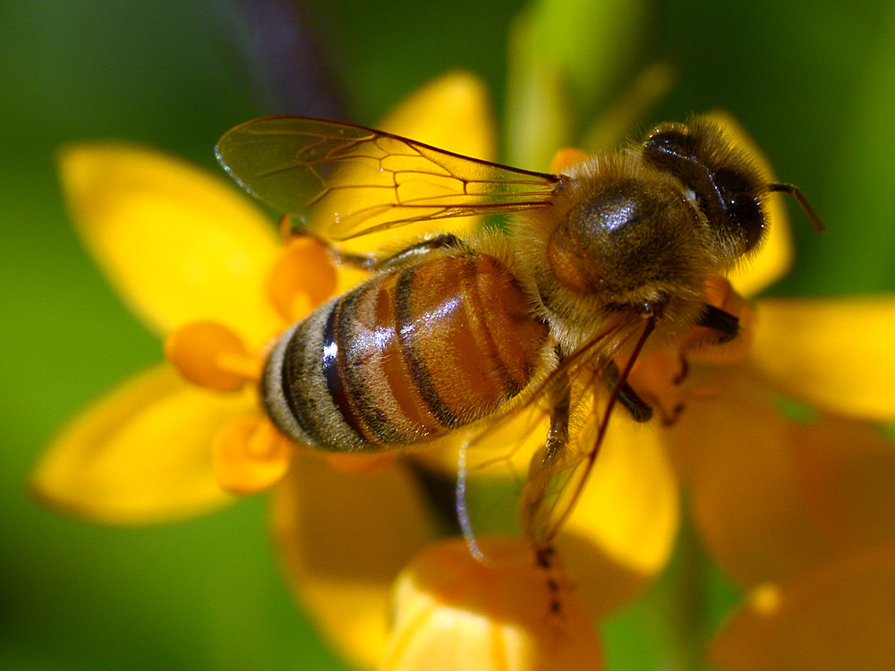 Bee.jpg