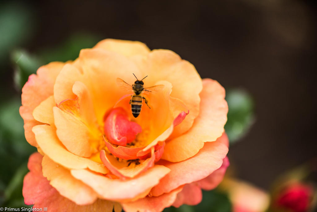 Bee landing.jpg
