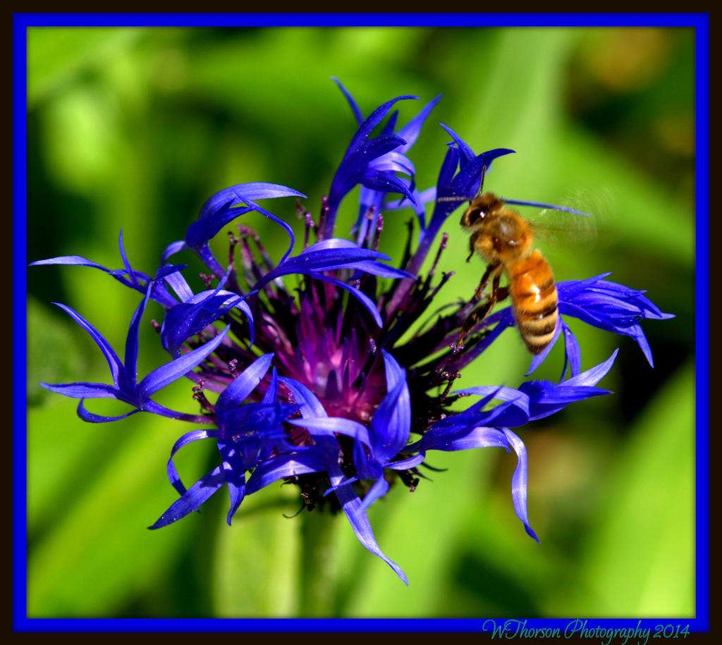 Bee Landing on Blue Flower.jpg