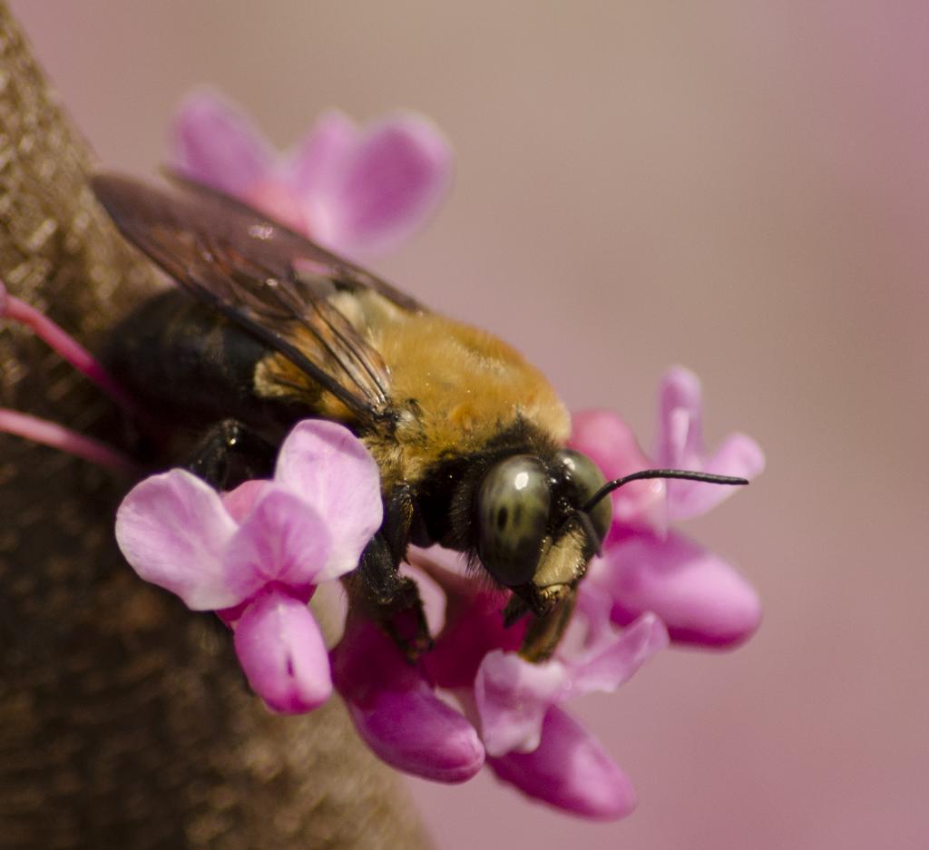 Bee Macro.jpg