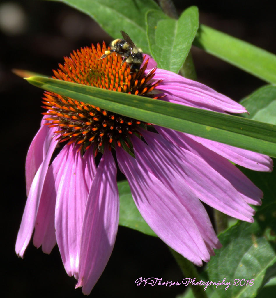 Bee on a Purple Coneflower  at the Park City Arts Festival 8-12-2016.jpg
