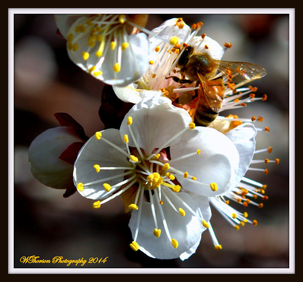 Bee on Apricot Tree Blossom.jpg
