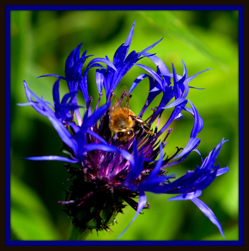 Bee on Blue Flower 4.jpg