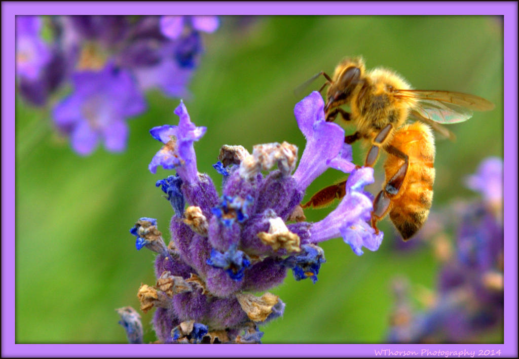 Bee on Lavender 2.jpg