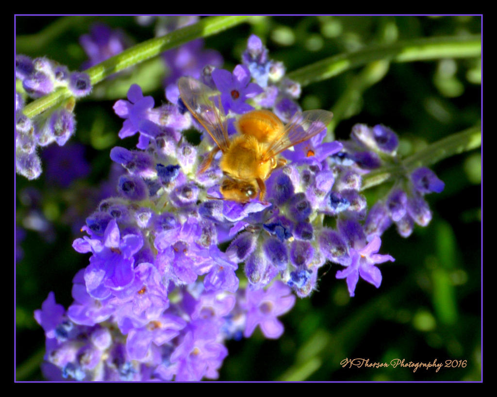Bee on Lavender 6-17-2016.jpg