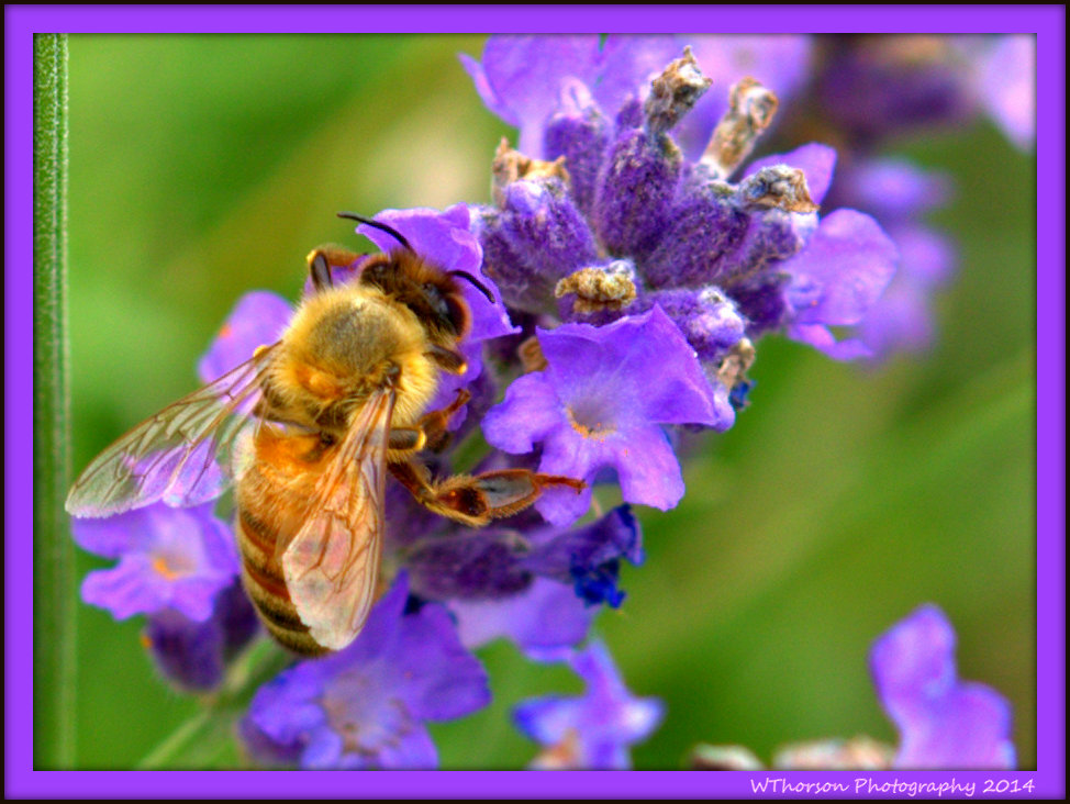 Bee on Lavender.jpg