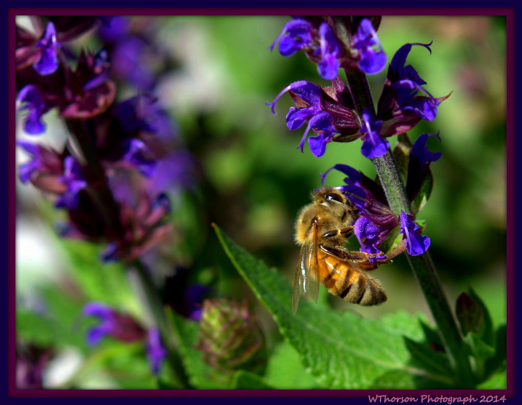 Bee on Purple Flower.jpg