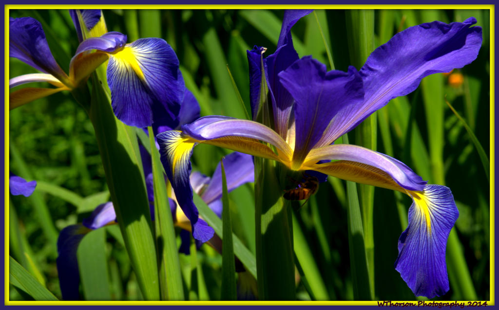 Bee on Purple Iris.jpg