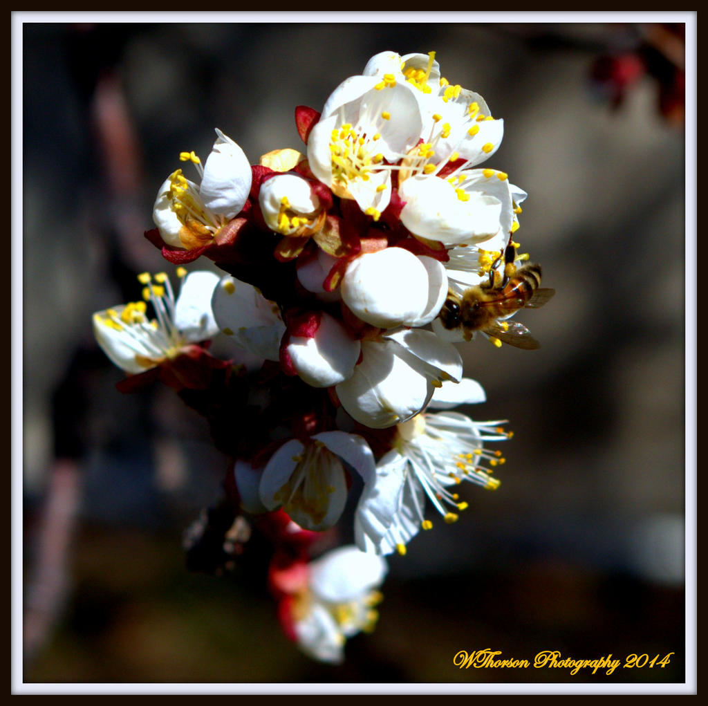 Bee on the Blossom.jpg