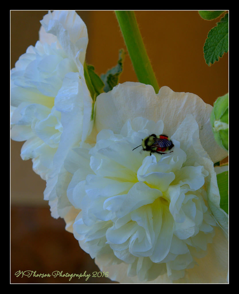 Bee on White Hollyhocks 6-26-2016.jpg