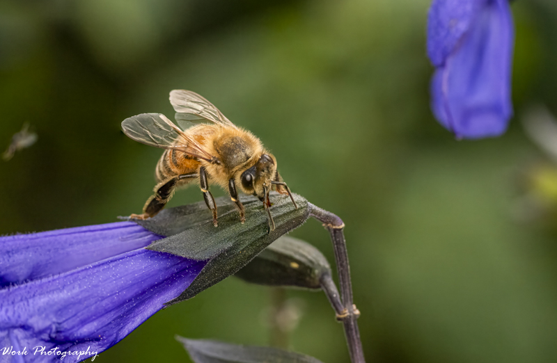 Bee stacked 2.jpg