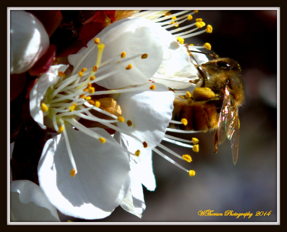 Bee with pollin.jpg