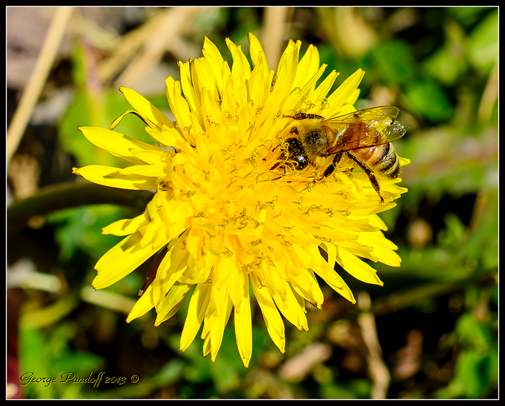 Bee1.jpg