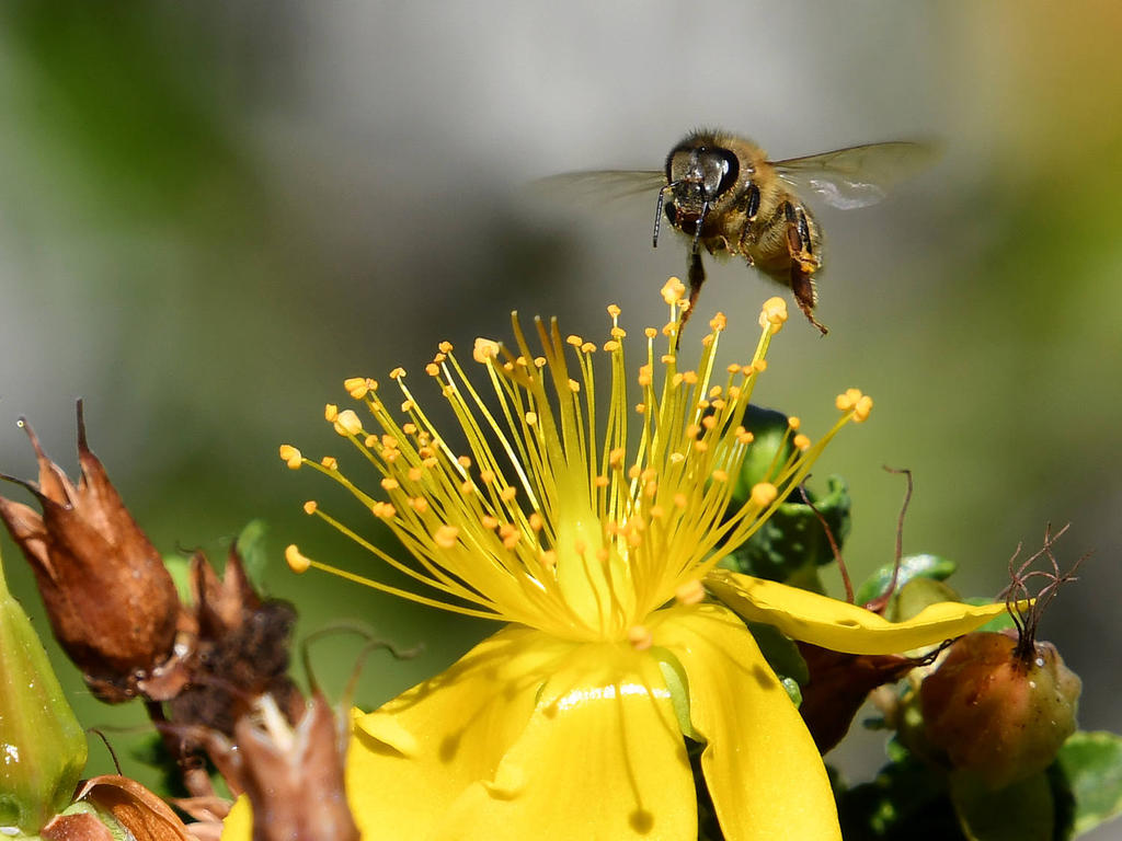 Bee10.jpg