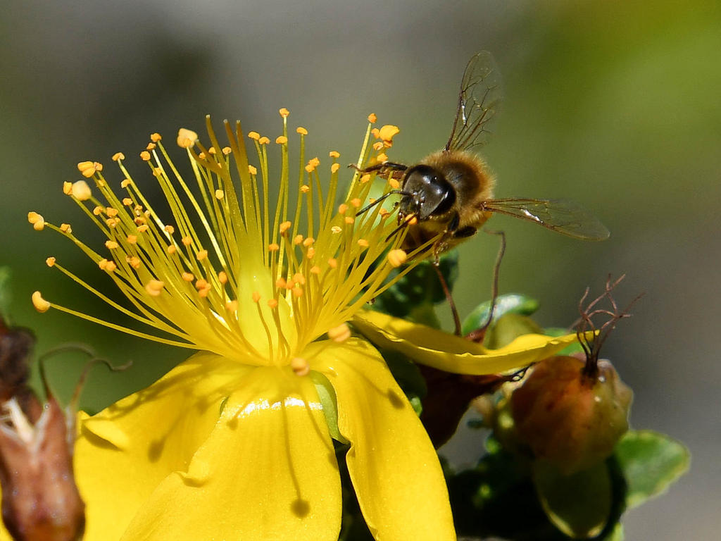 Bee11.jpg