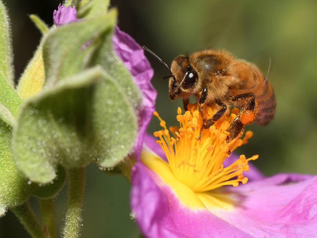 Bee11.jpg